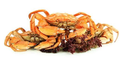 Boiled crabs isolated on white