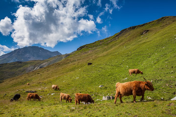 Fototapeta na wymiar Cattle on pasture in the Alps