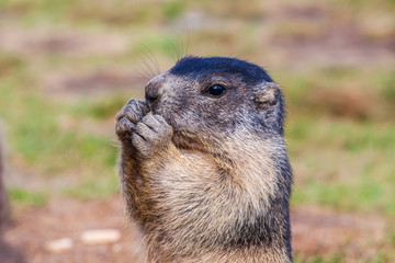 Young marmot while eating