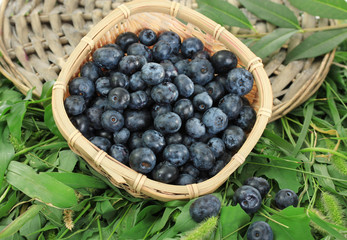 Blueberries in wooden basket on wicker tray on grass