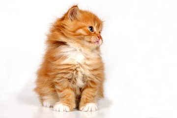 Drollige Perserkatze