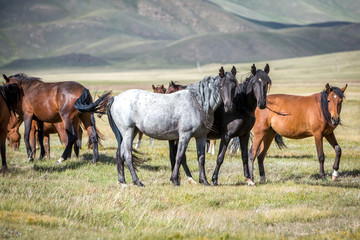 Obraz premium Group of horses looking at camera