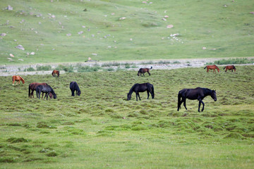 Dark horses feeding grass