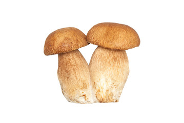 Large cut double cep