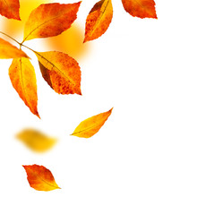 autumn leafs on white background