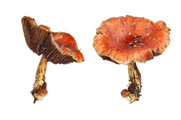 Fototapeta premium Fungi