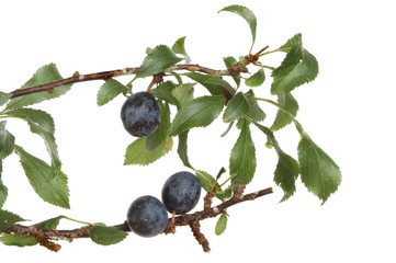 Sloes