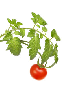 Tomato Vine