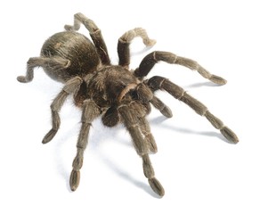 black tarantula Grammostola pulchra isolated © Alex Stemmer