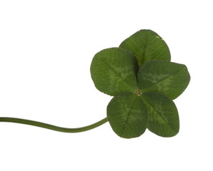 Rare five leaf lucky clover, isolated over white background