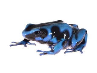 Blue and black poison dart frog Dendrobates auratus isolated