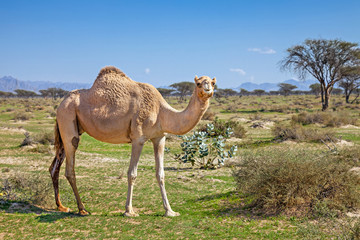 Camels in the UAE