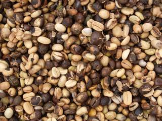 Raw coffee bean