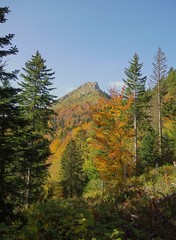 chartreuse en automne - la pinéa