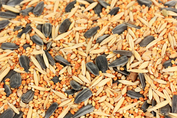 Food for parrots close-up