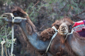 Bactrian Camel in desert of Nubra valley, Ladakh, North India