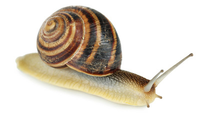 Snail isolated on white