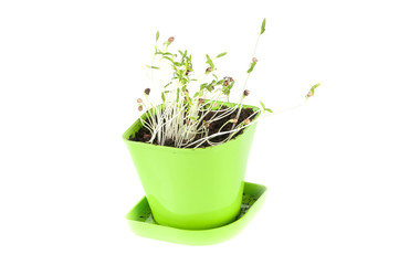in green coriander plant Flowerpot
