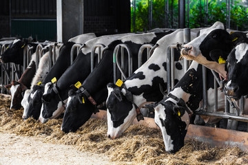 cows in a farm.  Dairy cows in a farm.