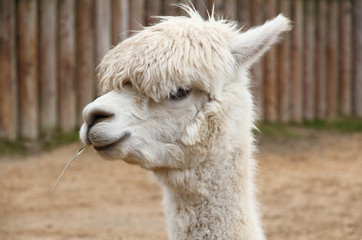 Obraz premium A portrait of a lama