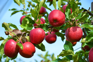 Naklejka premium Ripe apples on the tree