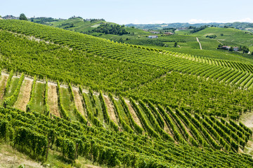Langhe, vineyards