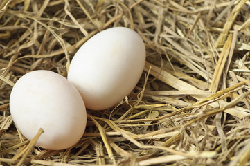 Two fresh eggs in a nest of hay
