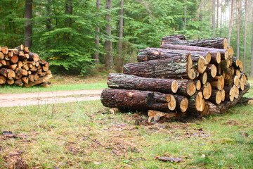 drewno w lesie