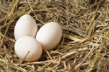 Three eggs in a Nest of Hay