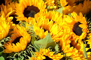 Sonnenblumen