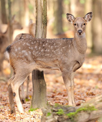 Deer in autumn forest
