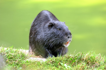 The muskrat (Ondatra zibethicus)