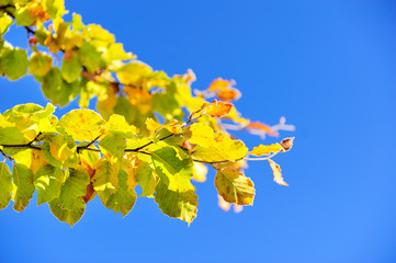 Frozen autumn leaves