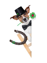 lucky dog