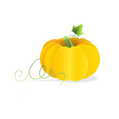 orange pumpkin vegetable with green leaf
