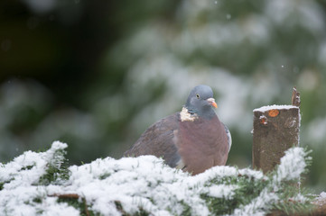 Common Wood Pigeon in snow