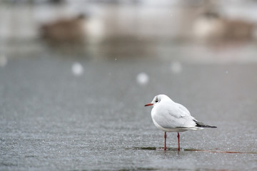 Bonaparte's Gull