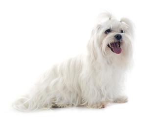 maltese dog