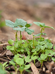 Springtime growth new seedlings emerge