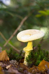 false death cap in forest