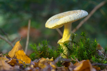 false death cap in forest