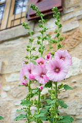 Pink Althaea rosea