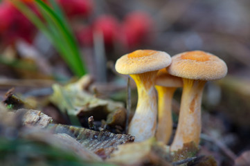 formerly Armillaria ostoyae
