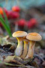 formerly Armillaria ostoyae