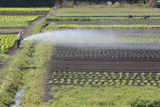 lettuce plantation