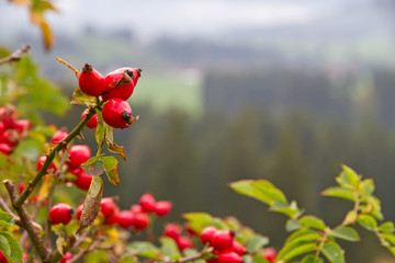 Rote Hagebutten im Allgäu