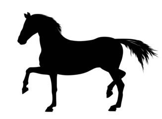Fototapeta na wymiar Silhouettes of Horse