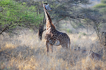 Giraffe in the wild of africa