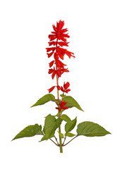 Flowering stem of bright red salvia - obrazy, fototapety, plakaty
