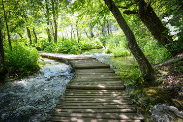 Hiking Path on a Wooden Trail